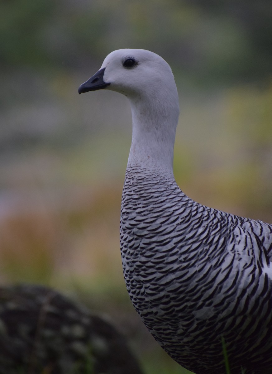 Каргарка магеланська - ML647533179