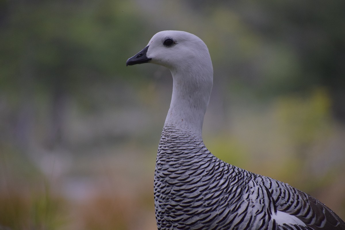 Каргарка магеланська - ML647533180