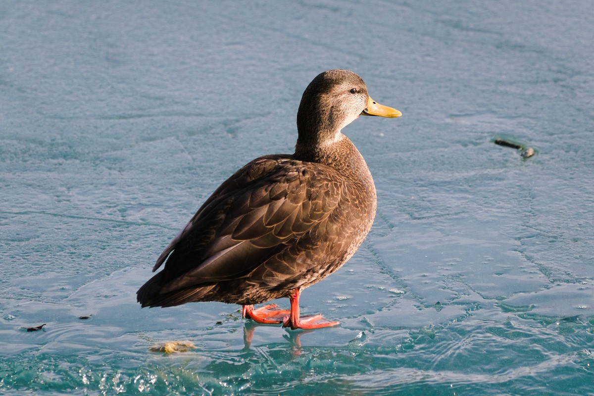 Крижень американський - ML647533181