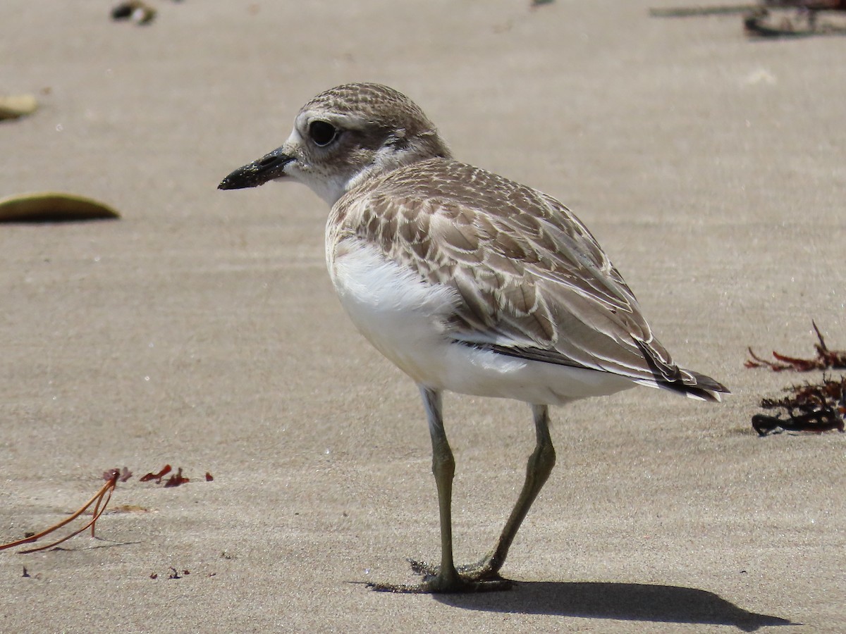 Пісочник рудоволий - ML647533182