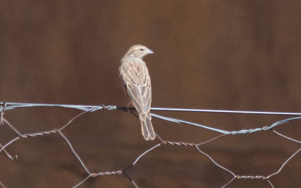 Вівсянка бліда - ML647533183