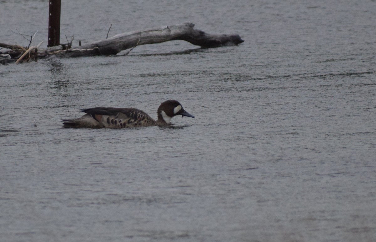 Крижень білошиїй - ML647533186
