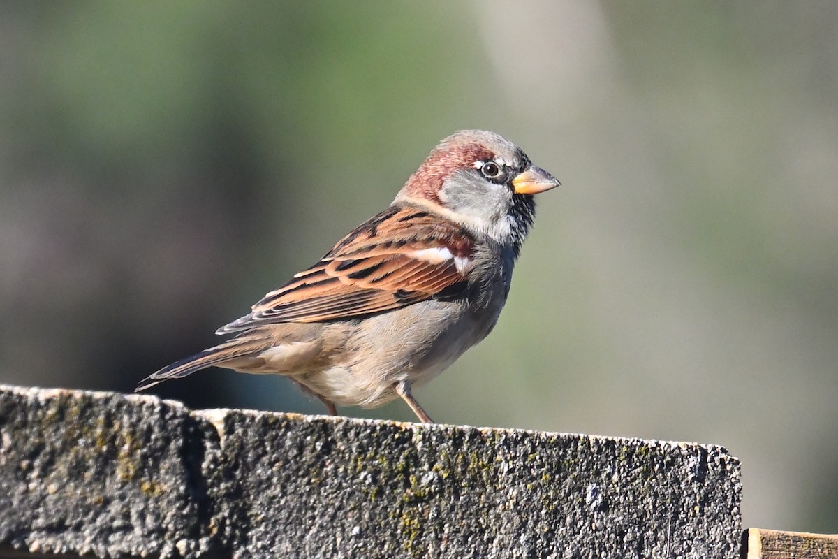 Горобець хатній - ML647533190