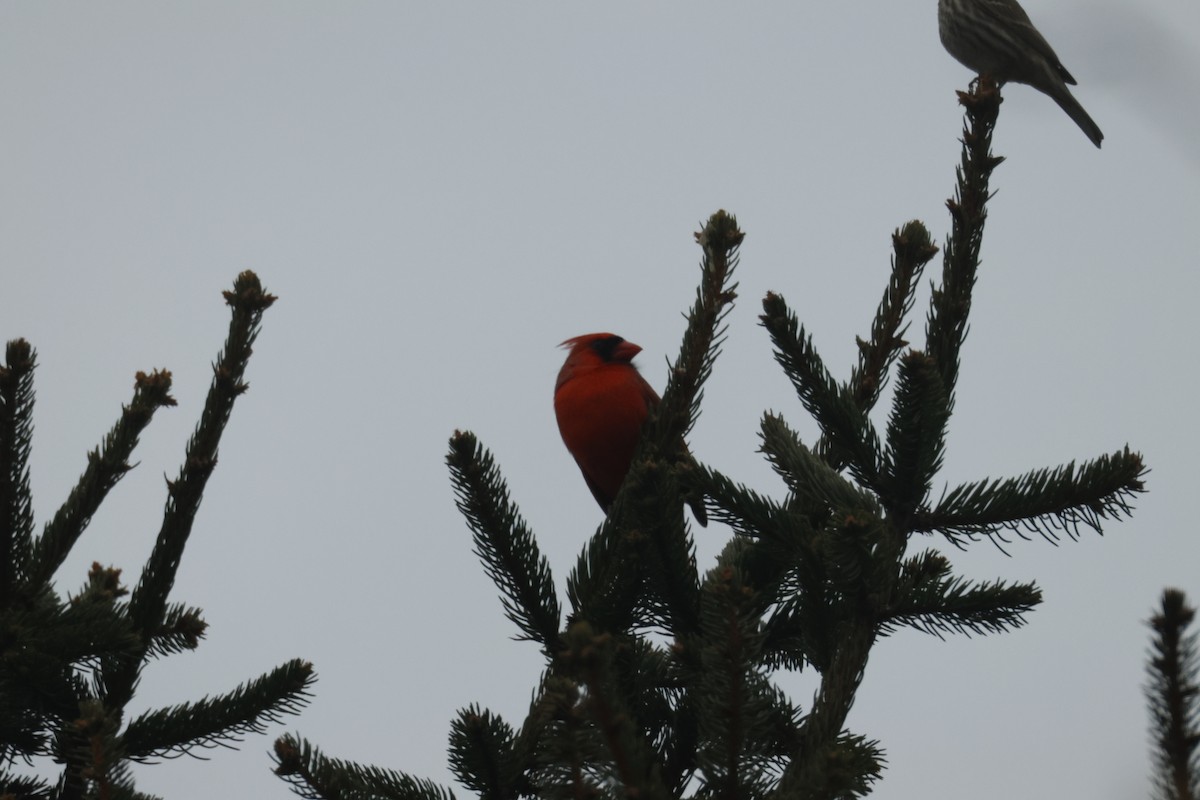 Кардинал червоний - ML647533191