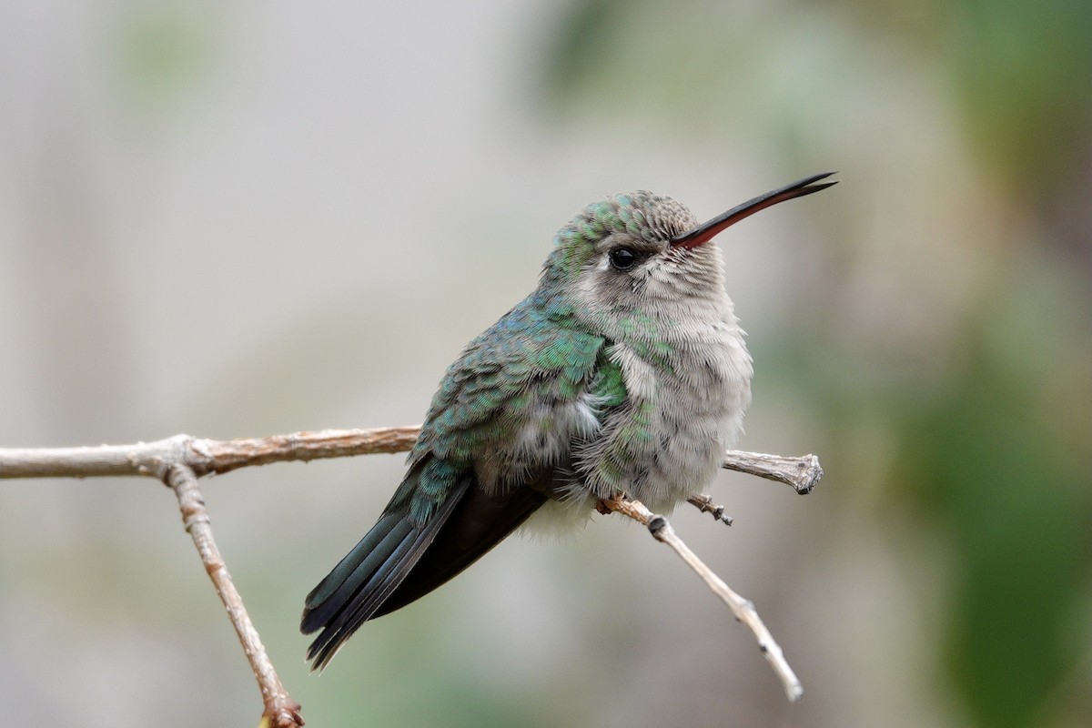 Цинантус синьогорлий - ML647533194