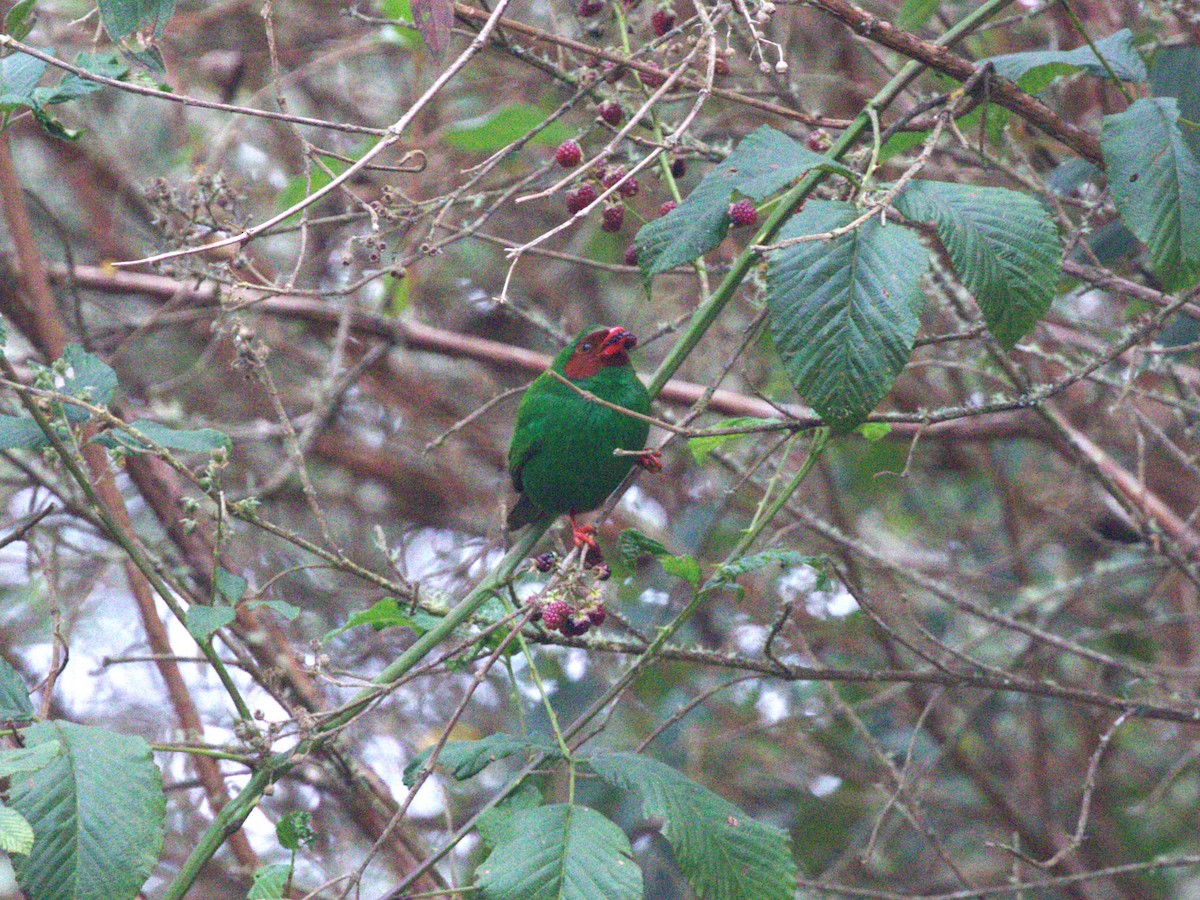 Танагра червононога - ML647533195