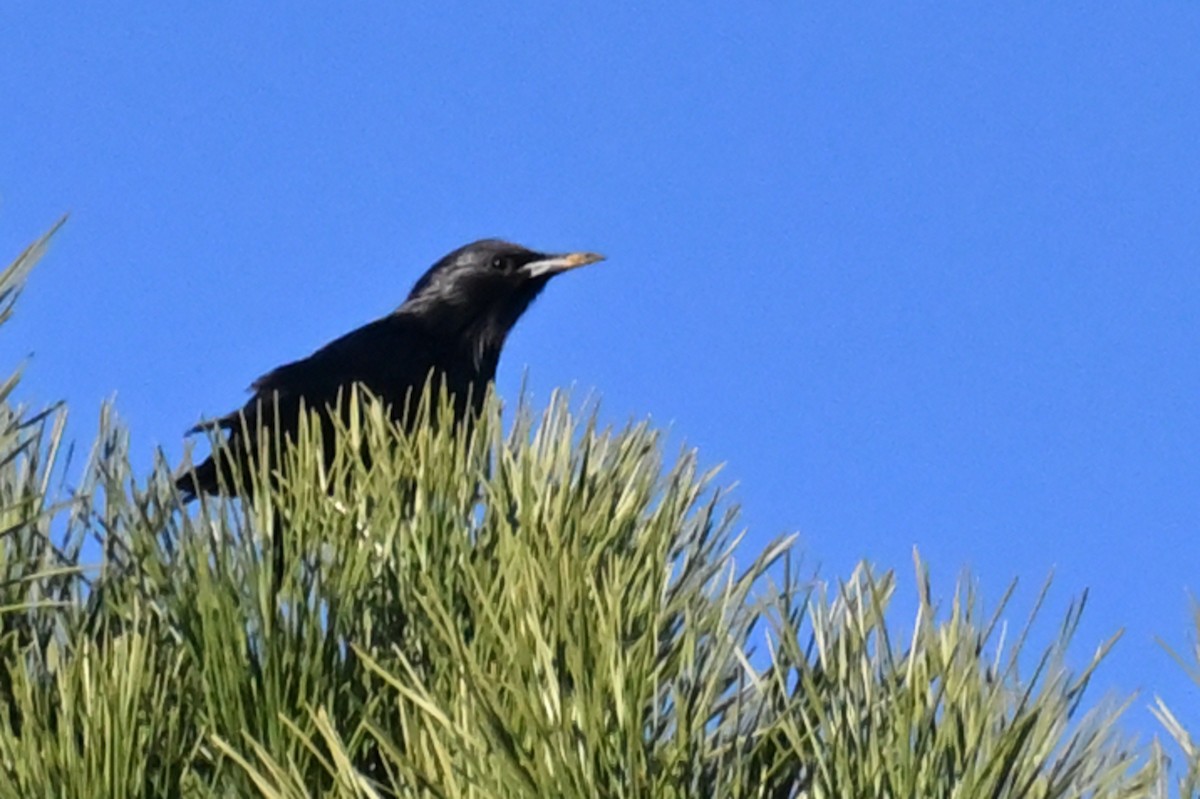 Шпак піренейський - ML647533197