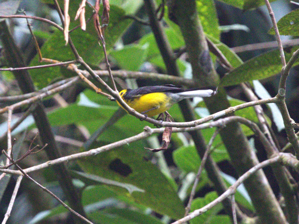 Чернітка золотолоба (підвид chrysops) - ML647533200