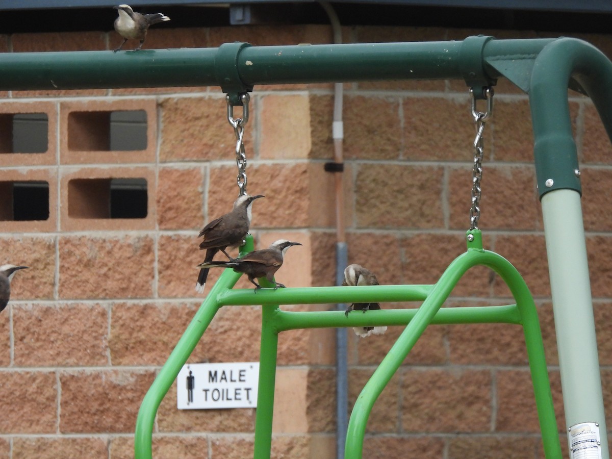 オーストラリアマルハシ - ML647533202