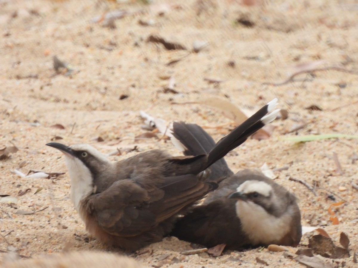 オーストラリアマルハシ - ML647533203