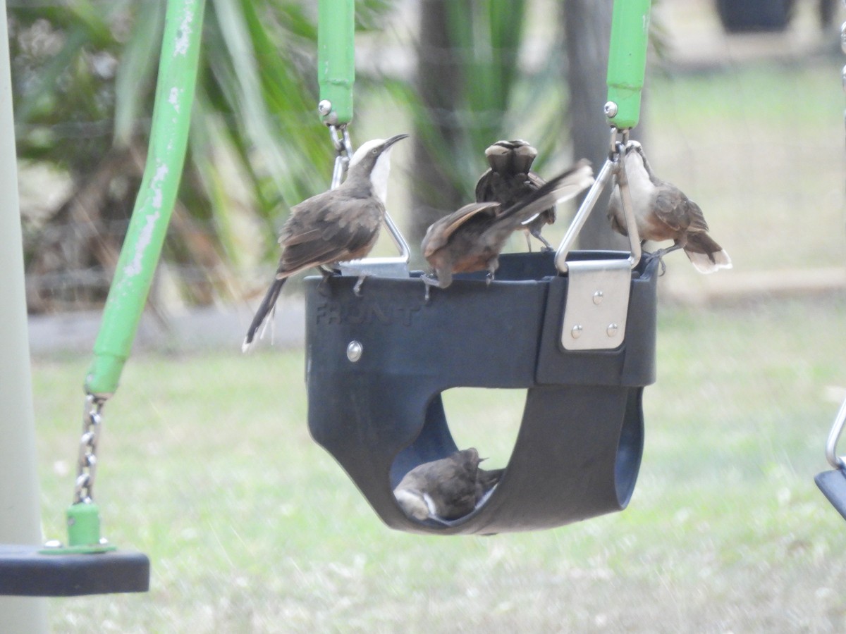 Gray-crowned Babbler - ML647533204