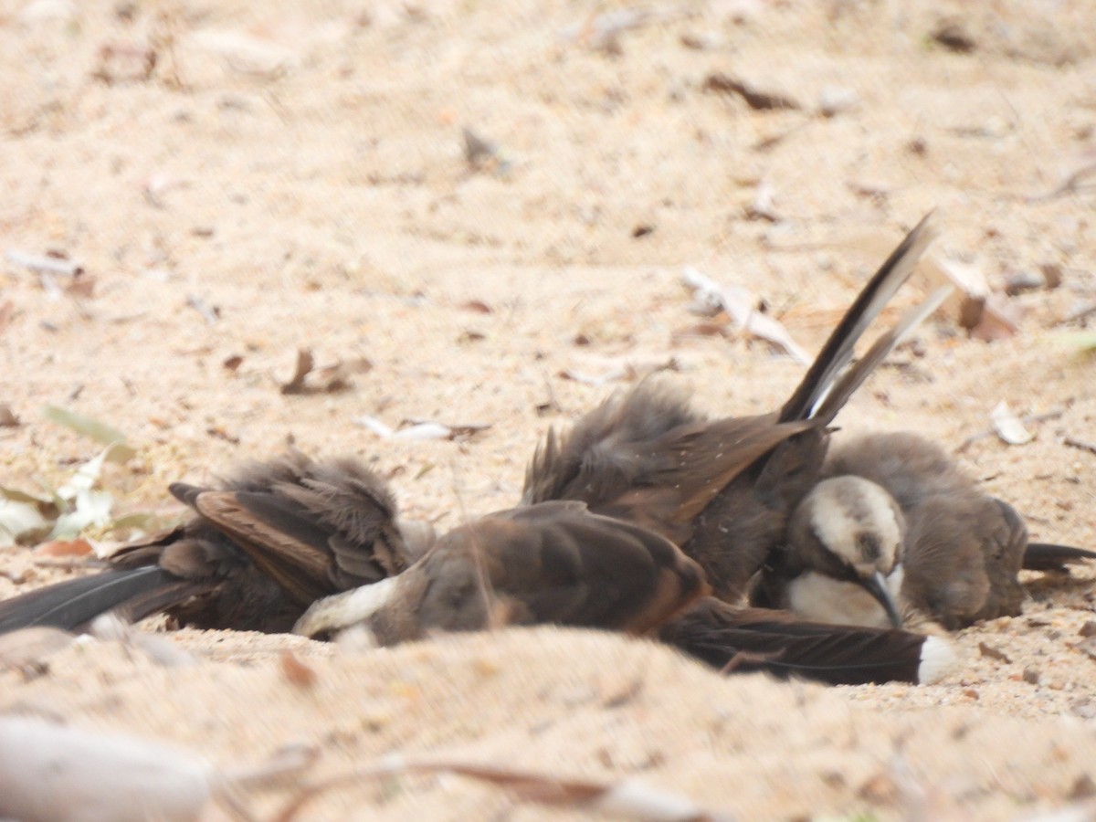 オーストラリアマルハシ - ML647533205