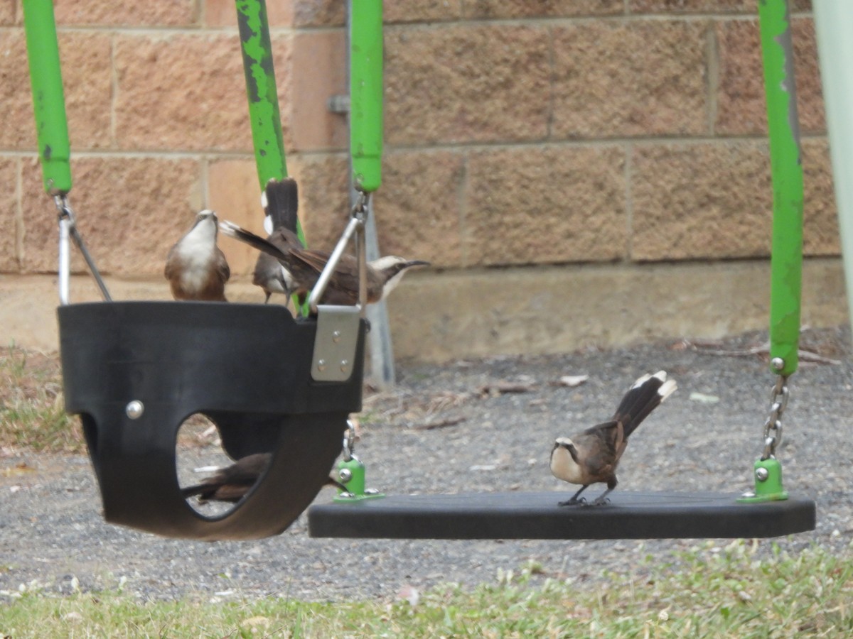 オーストラリアマルハシ - ML647533206