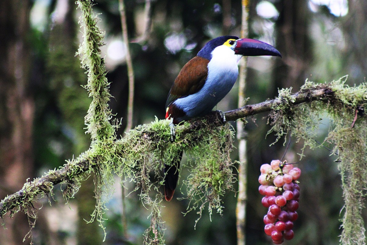 Андигена білощока - ML647533209