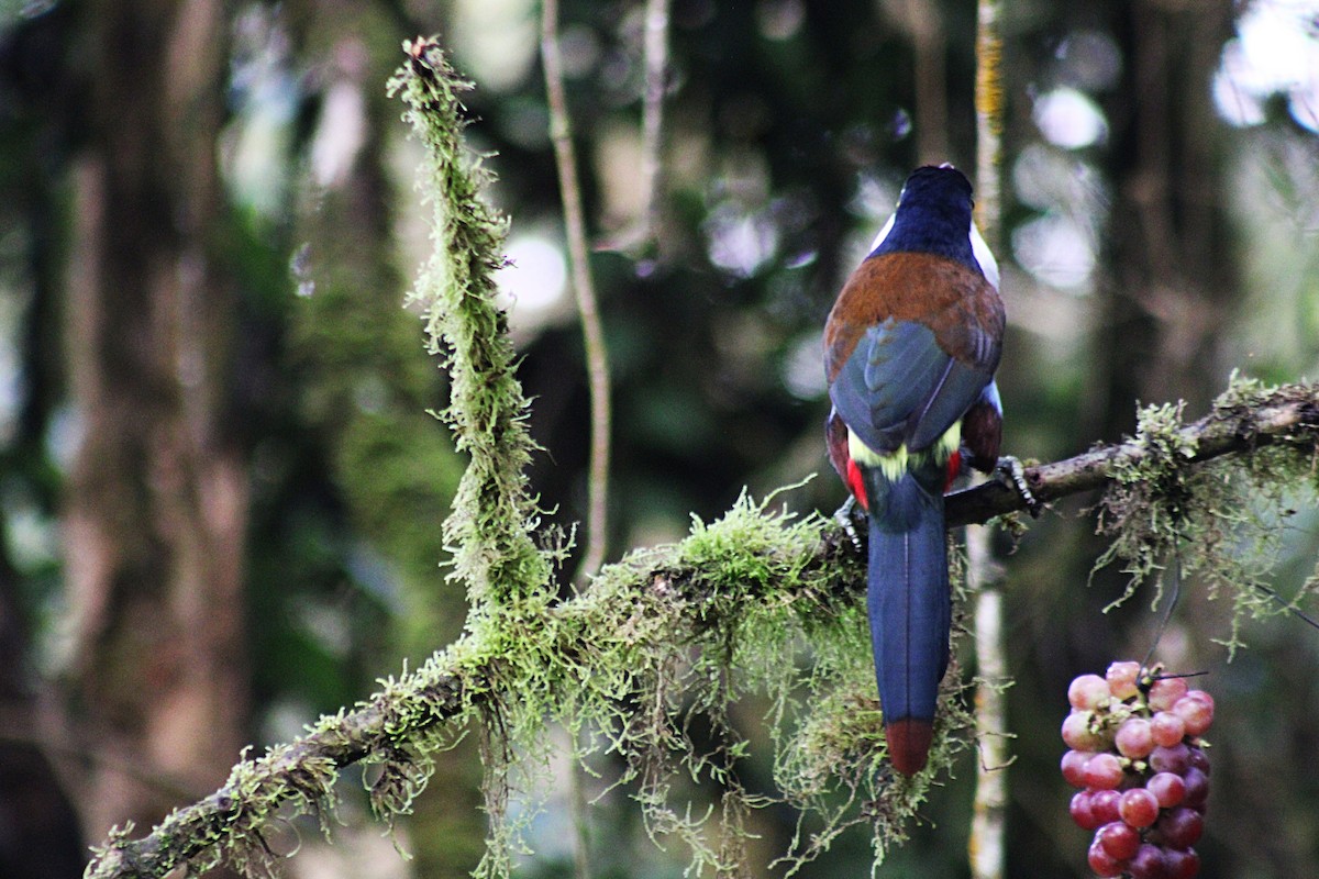 Андигена білощока - ML647533210