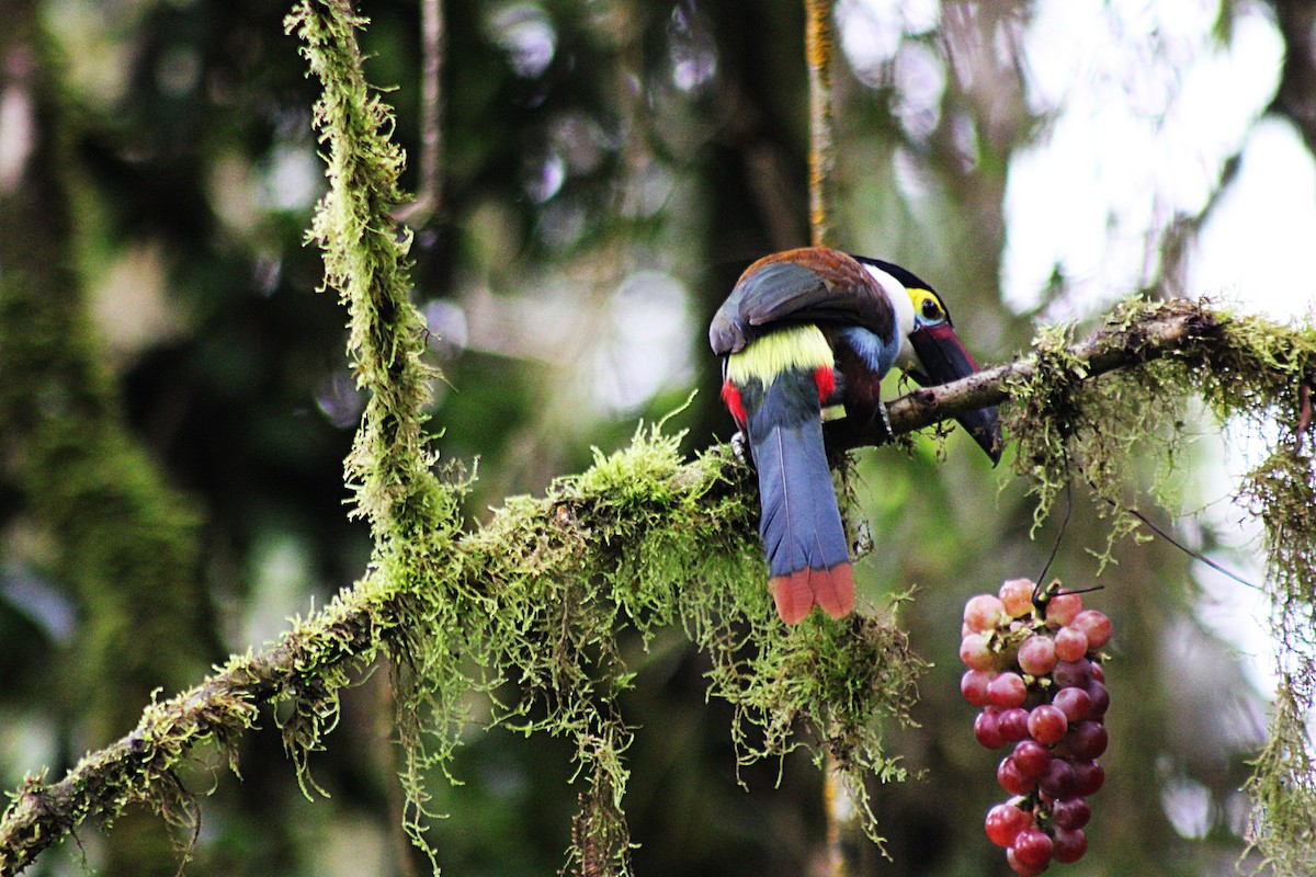 Андигена білощока - ML647533211