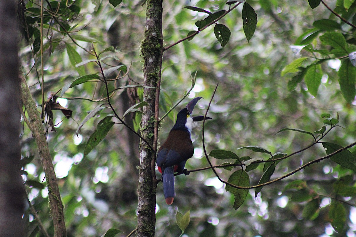 Андигена білощока - ML647533212