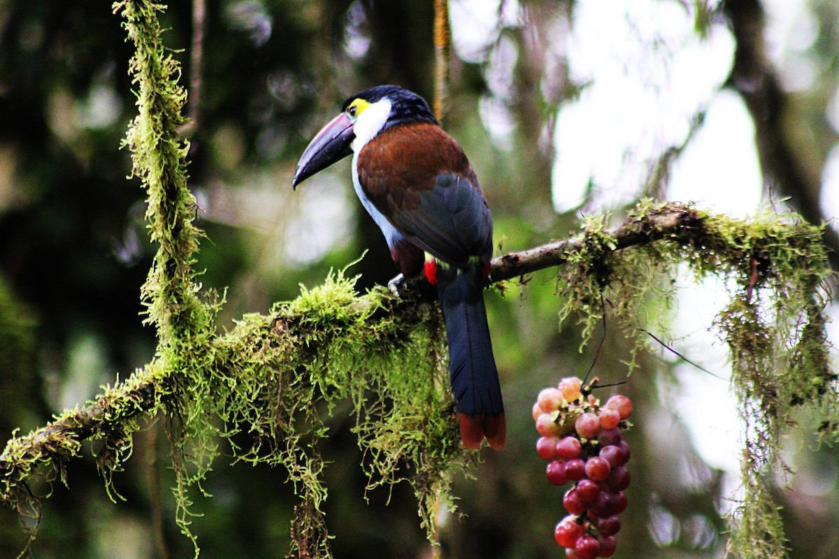 Андигена білощока - ML647533215