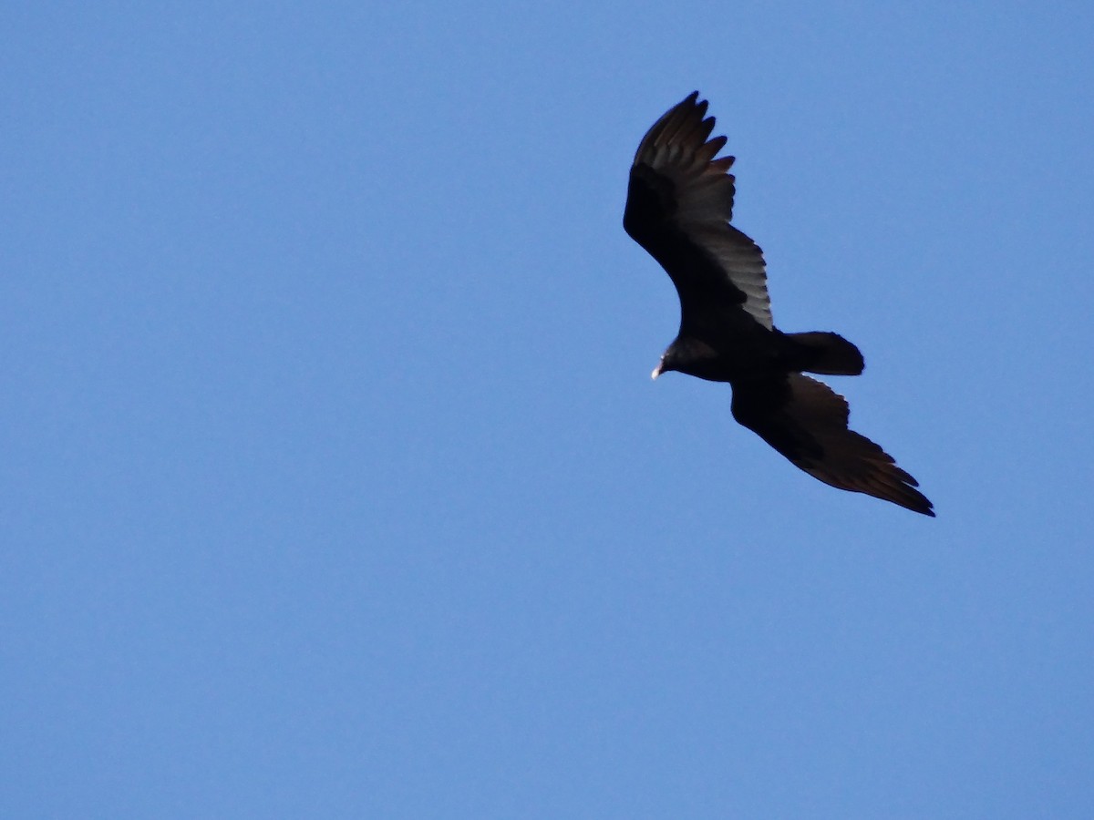 Turkey Vulture - ML647533216