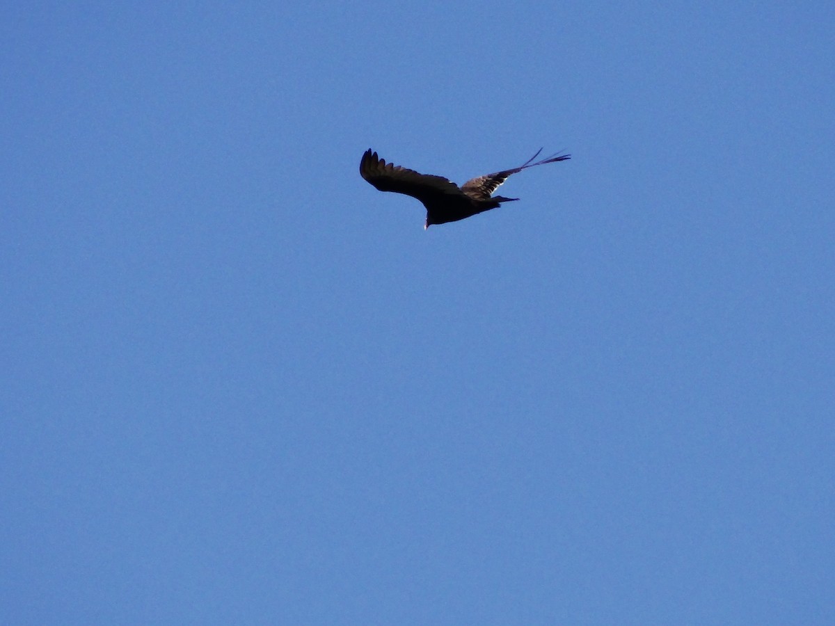 Turkey Vulture - ML647533217