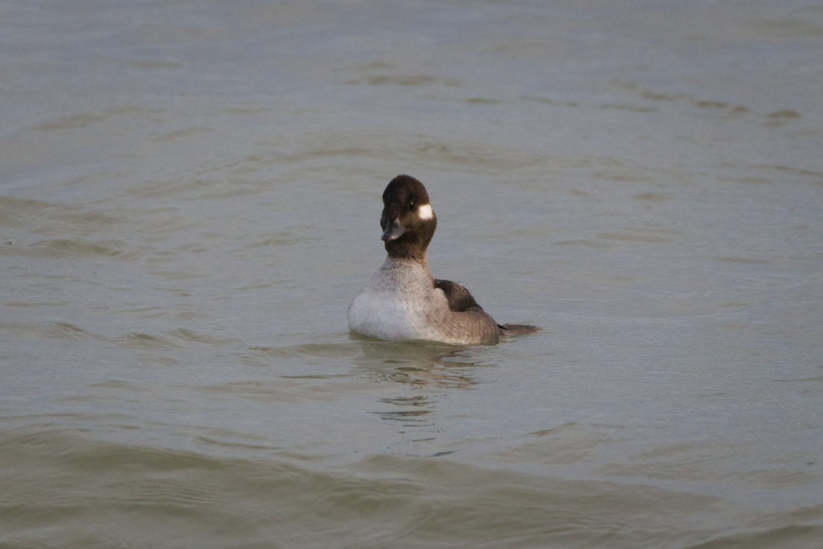 Büffelkopfente - ML647533237