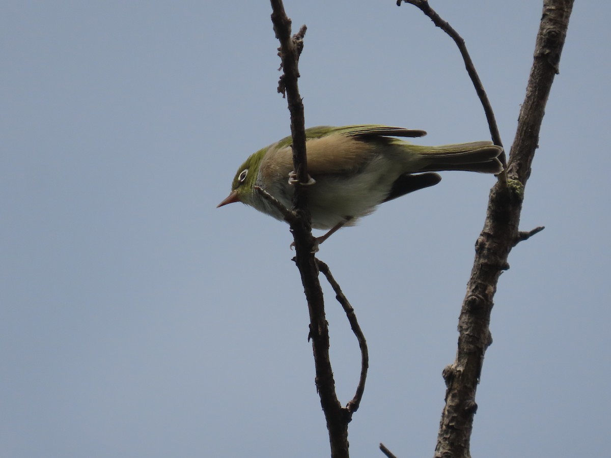 Silvereye - ML647533248