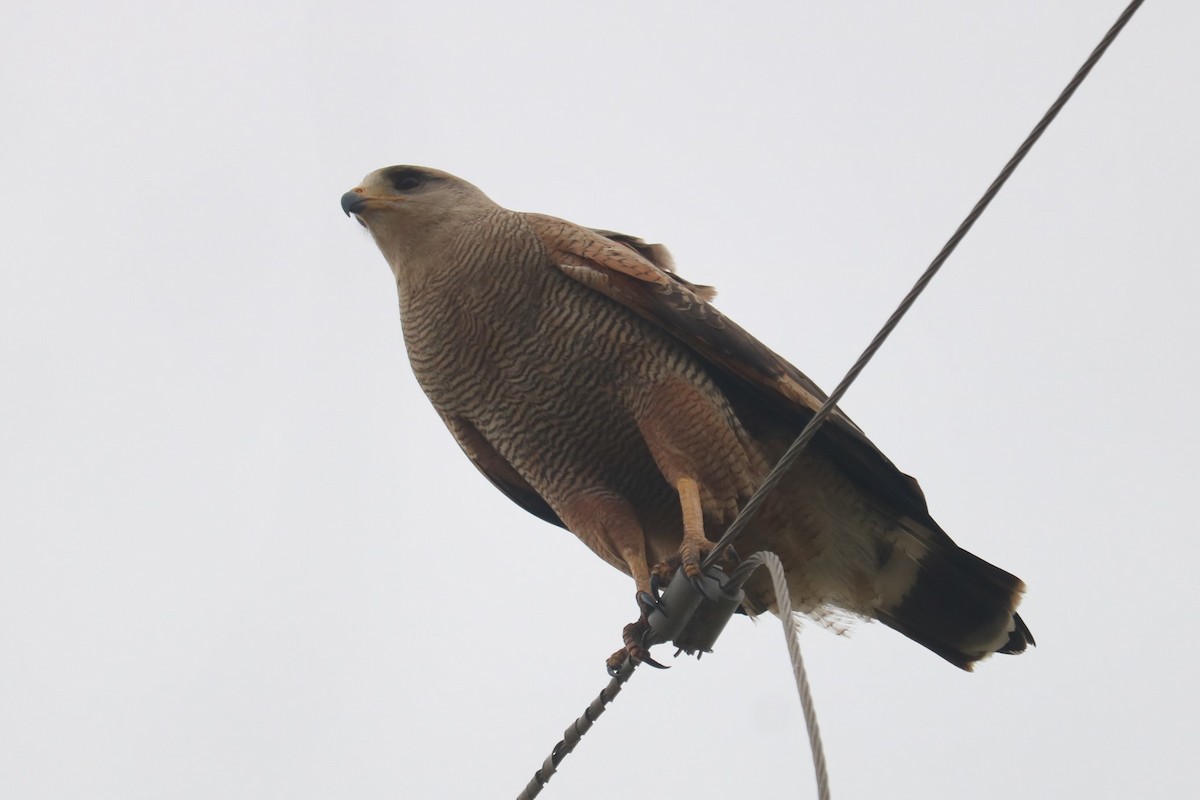 Busardo Sabanero - ML647533252