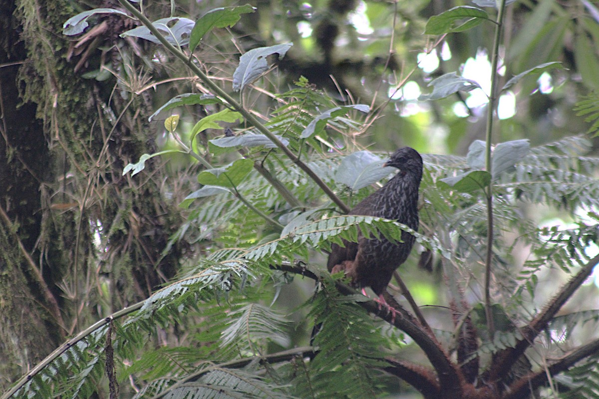 Andean Guan - ML647533254