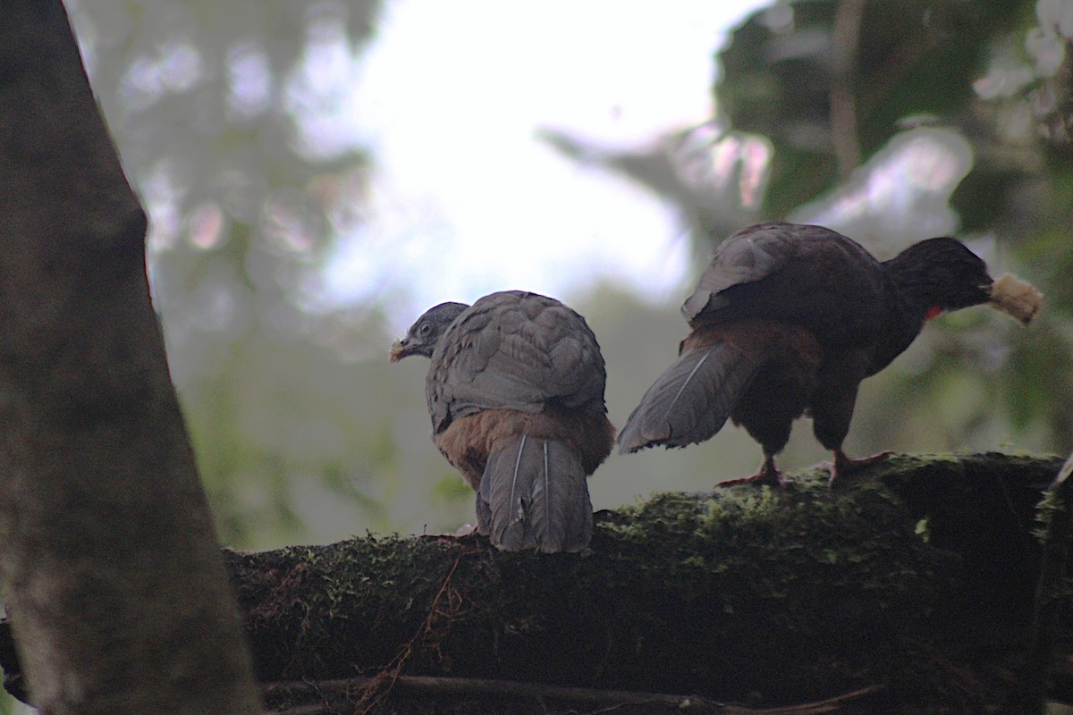Andean Guan - ML647533255