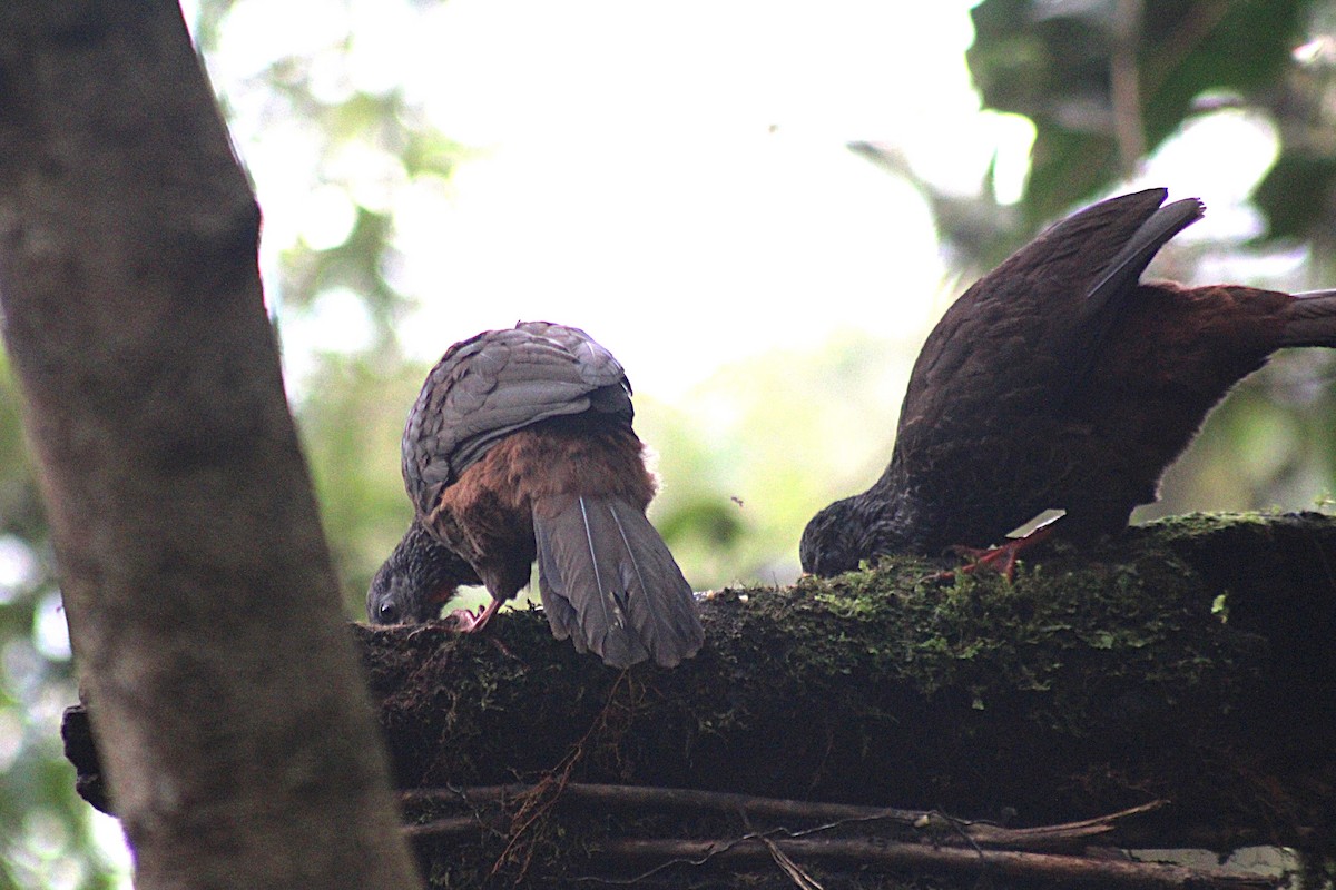 Andean Guan - ML647533256