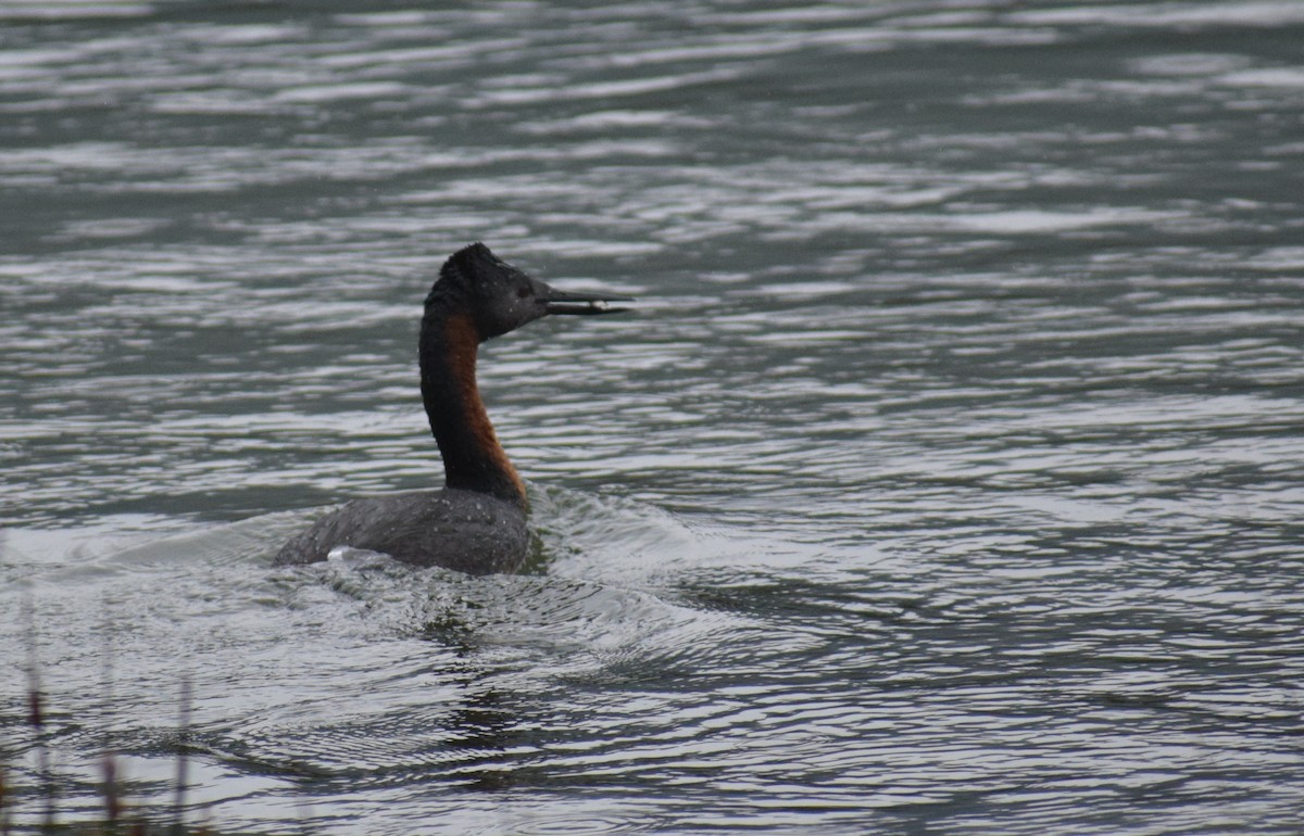 Great Grebe - ML647533257