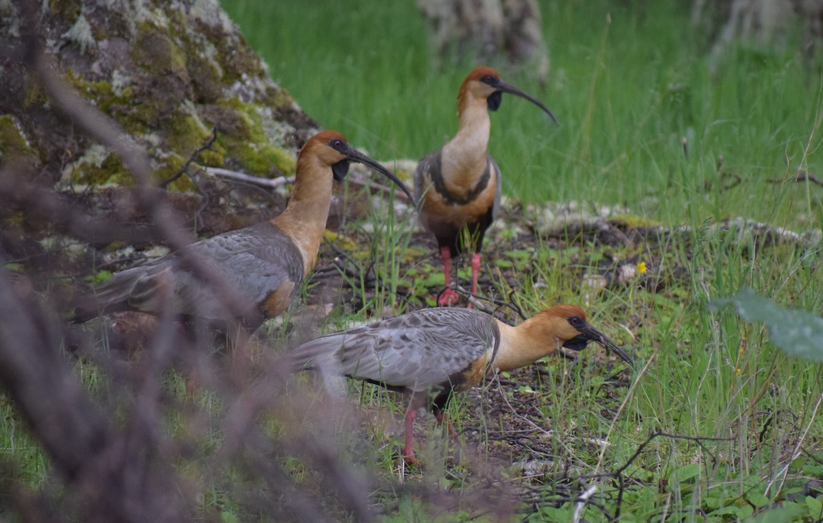 Black-faced Ibis - ML647533269