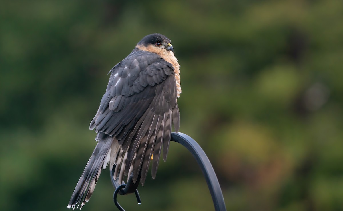 Sharp-shinned Hawk (Northern) - ML647533270