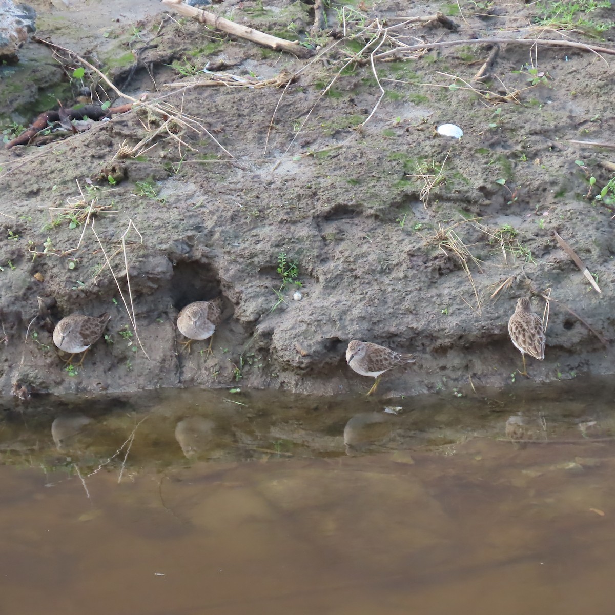 Least Sandpiper - ML647533271