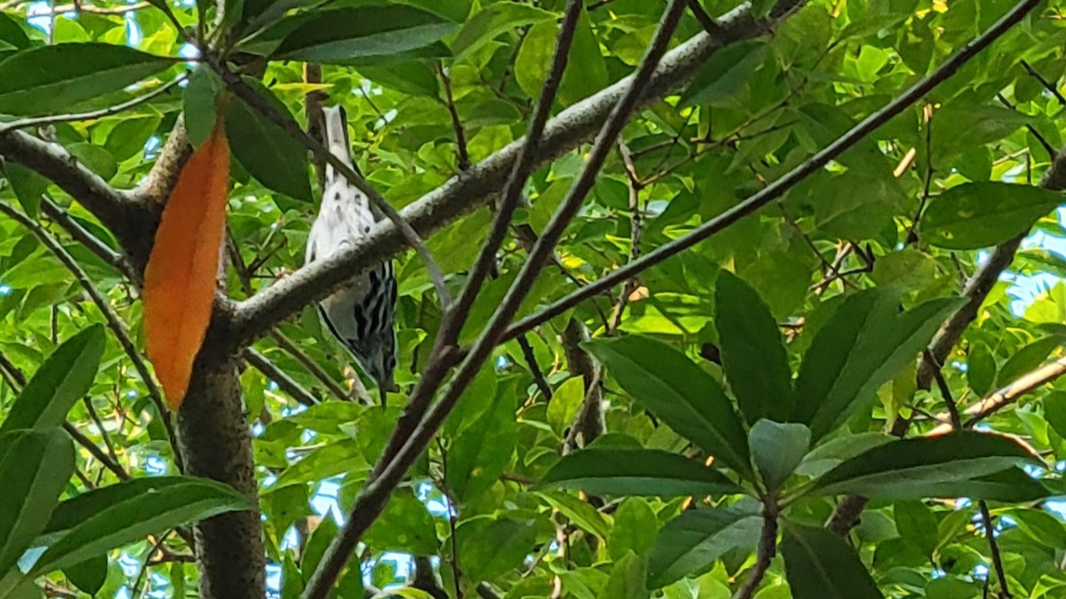 Black-and-white Warbler - ML647533272