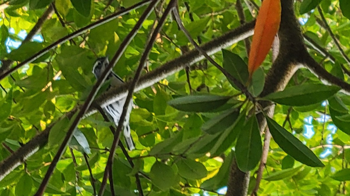 Black-and-white Warbler - ML647533273