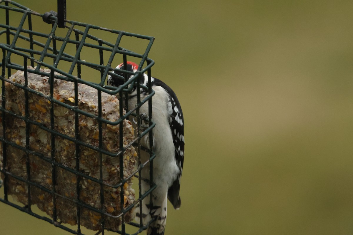Downy Woodpecker - ML647533274