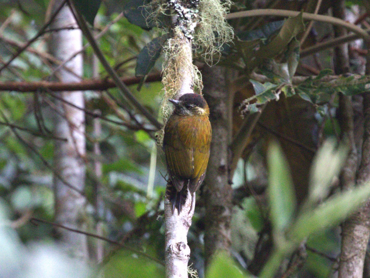 Bar-bellied Woodpecker - ML647533275