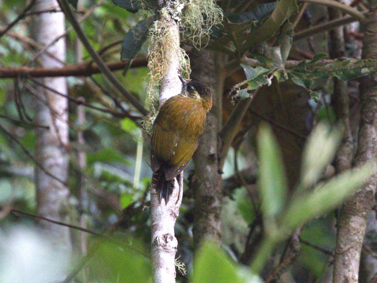 Bar-bellied Woodpecker - ML647533276