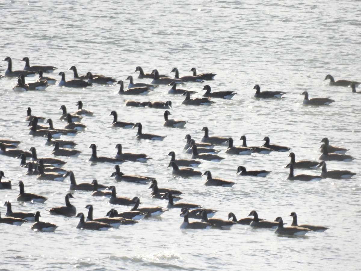 Canada Goose - ML647533277