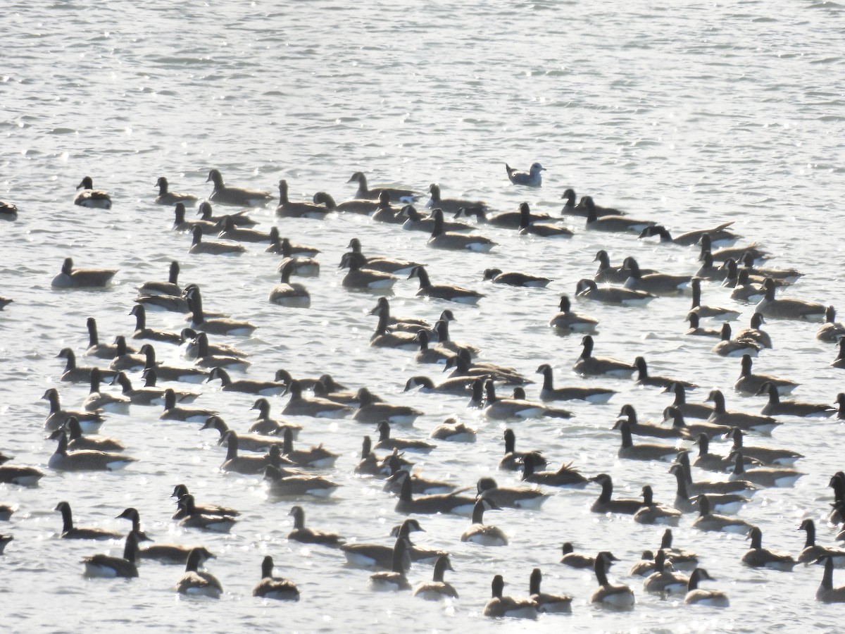 Canada Goose - ML647533278