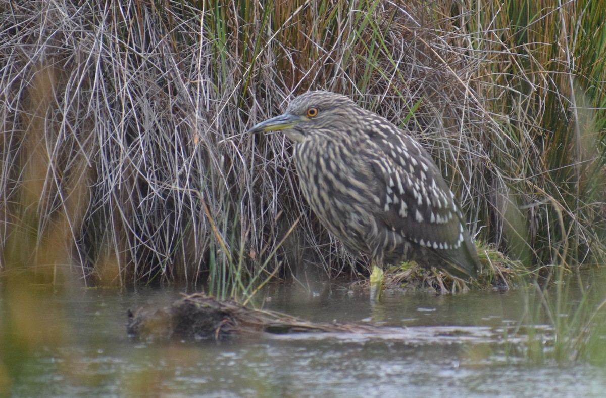 Black-crowned Night Heron - ML647533279