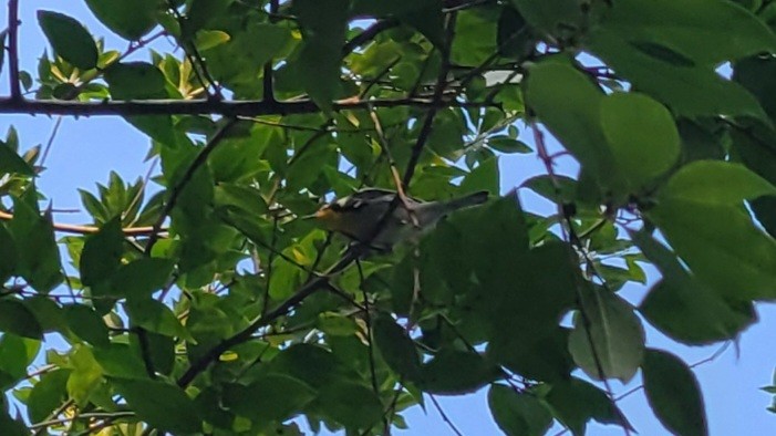 Yellow-throated Warbler - ML647533282