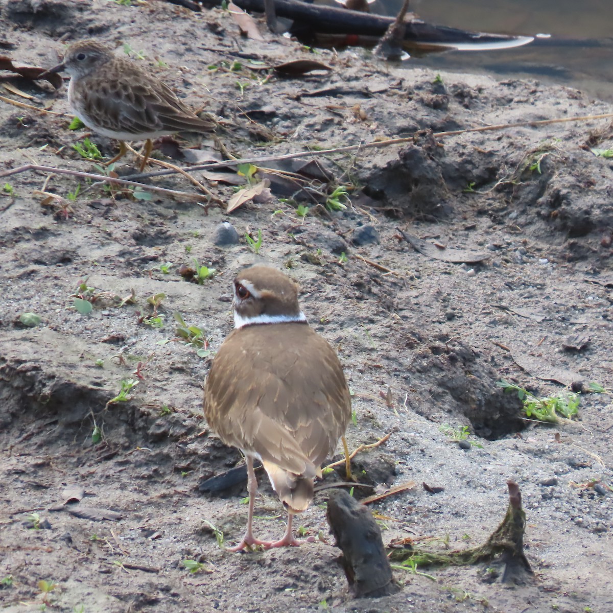 Killdeer - ML647533283