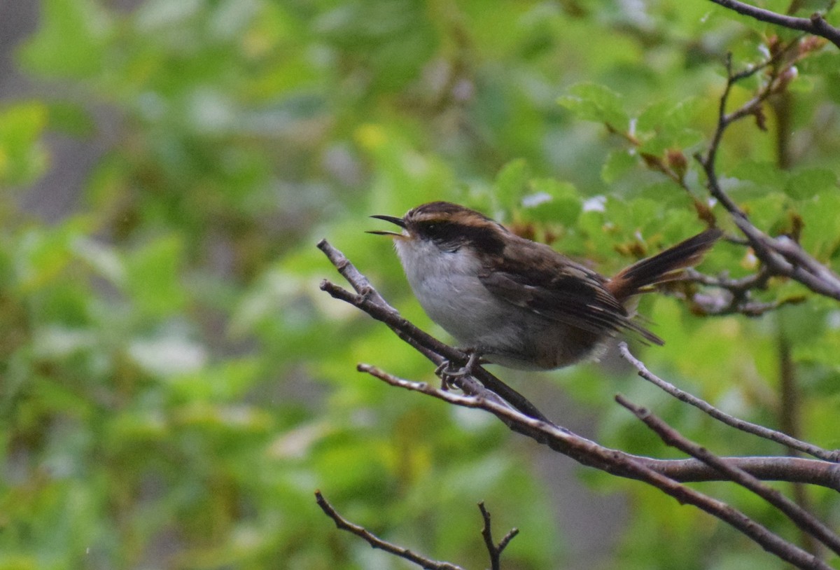 Thorn-tailed Rayadito - ML647533284