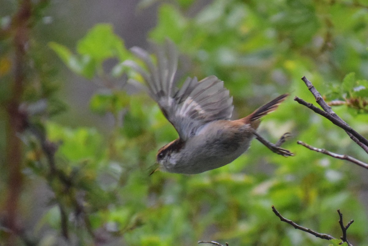 Thorn-tailed Rayadito - ML647533285