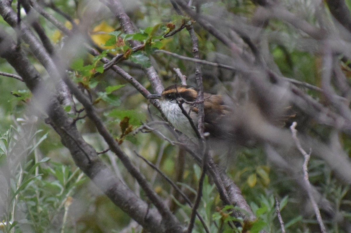 Thorn-tailed Rayadito - ML647533286