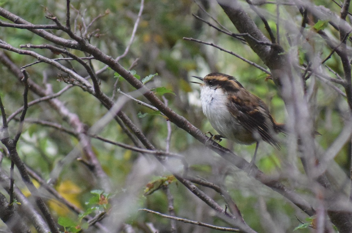 Thorn-tailed Rayadito - ML647533287