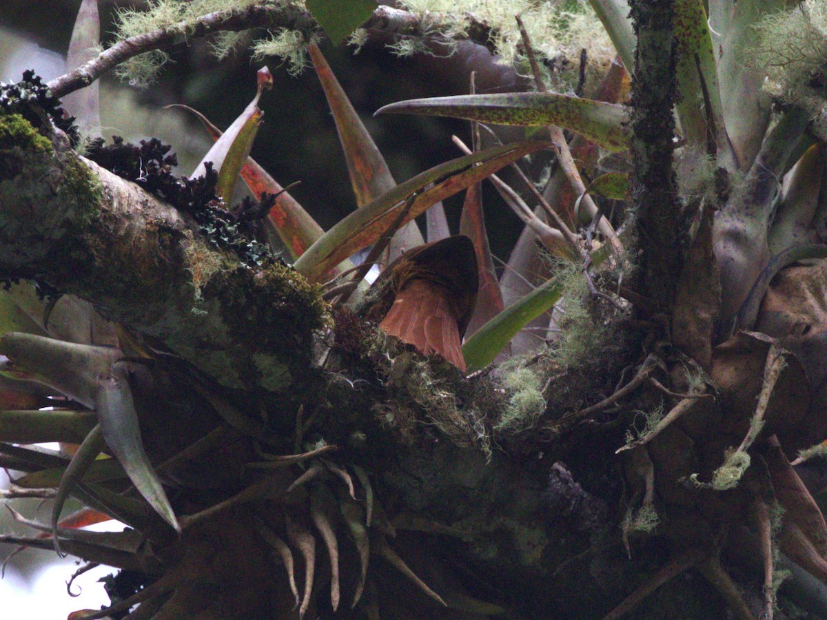 Streaked Tuftedcheek - ML647533288