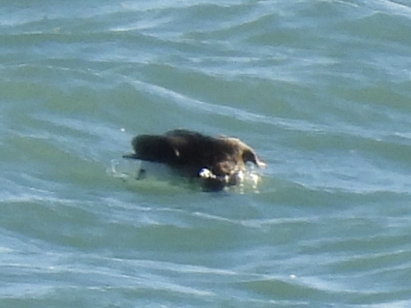 Long-tailed Duck - ML647533289